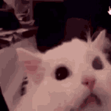 Screaming Cat Browthy GIF