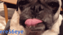 a close up of a pug sticking its tongue out with ere56eye written in blue