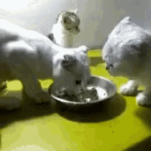 Kitten Cat GIF - Kitten Cat Fight GIFs