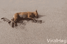 Sleeping Passed Out GIF - Sleeping Passed Out Dog GIFs