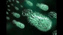 Helocobacter Pylori Bacteria GIF - Helocobacter Pylori Bacteria Microscopic GIFs