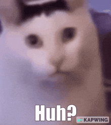 a close up of a cat wearing a bow tie with the words huh written below it .