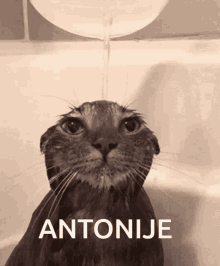 Antonije Cat Antonije Cat Water GIF - Antonije Cat Antonije Cat Water Antonije GIFs