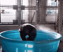 GIF