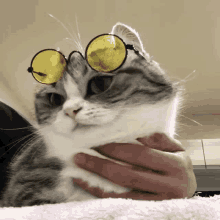 a cat wearing yellow glasses is being held by someone