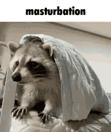 Masturbation Raccoon GIF - Masturbation Raccoon Blanket GIFs