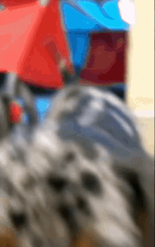 Crumpet Dog GIF - Crumpet Dog Puppy GIFs