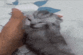 a person is petting a cat on a bed