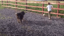 Dog Is Excellent At Soccer GIF - Soccer Dog Kid GIFs