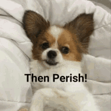 perish dog then content aware