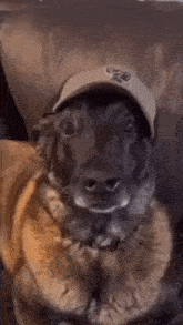 a close up of a dog wearing a hat with a skull and crossbones on it