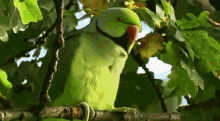Parakeets London GIF - Parakeets London GIFs