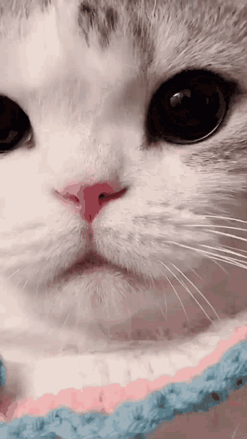 Cute Cat Soft Kitty GIF - Cute Cat Soft Kitty Big Eyes - Discover ...