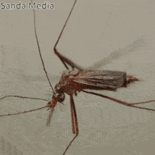 a close up of a mosquito with sanda media written on the bottom right