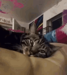 What Cats GIF - What Cats Eyes GIFs