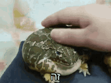 זה צפרדע GIF - זה צפרדע קרפד GIFs