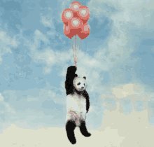 Panda Bears Bears GIF - Panda Bears Bears Balloons GIFs