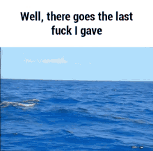 Fuck Dolphin GIF - Fuck Dolphin GIFs