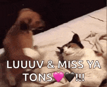 Funny Dog Piles On Cat GIF - Funny Dog Piles On Cat Dog GIFs
