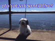 Patch Patchie GIF - Patch Patchie Patchbeach GIFs