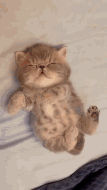 Kitten Asleep GIF - Kitten Asleep Sleep GIFs