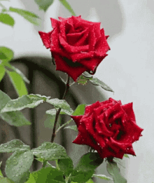 Red Rose Beautiful GIF - Red Rose Beautiful Romantic GIFs