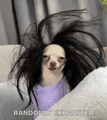a picture of a dog with a wig on and the words randomly exhausted below it