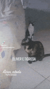 Gatos Oliver GIF - Gatos Oliver Tigresa GIFs