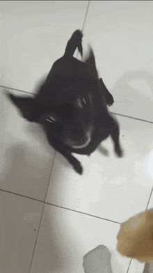 a black dog is standing on a tiled floor