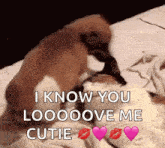 a dog and a cat are playing on a bed and the dog says i know you loooove me cutie