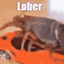 Lober GIF - Lober GIFs