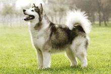 Tall Dog GIF