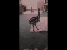 Emu Wants To Be Friends GIF