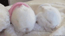 Bunny Sleeping GIF - Bunny Sleeping Cute GIFs