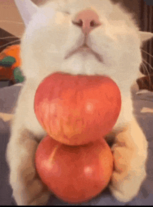 Two Apples Greedy GIF - Two Apples Greedy Cat GIFs