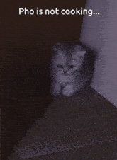 a kitten is sitting in a dark room with the words pho is not cooking below it