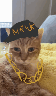 Mruktiktok Cat Millie GIF - Mruktiktok Cat Millie GIFs