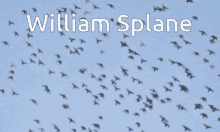 will bird splane william vip eggware