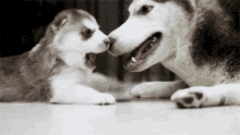 Aww-inducing Love! GIF - Wendy Pup Dog GIFs
