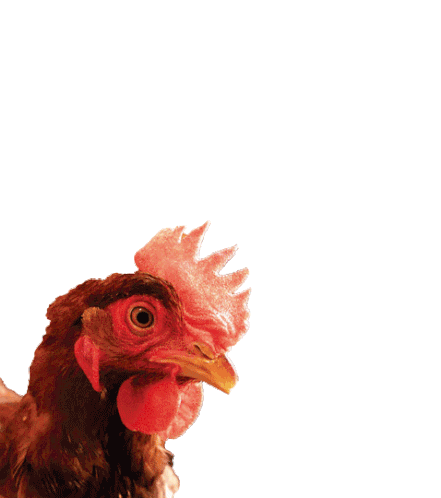 Oie Rooster Sticker - Oie Rooster Good Morning Stickers