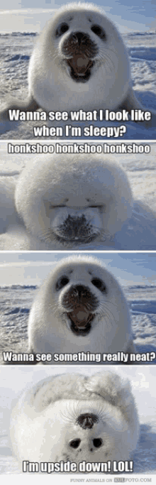 Cute Seals GIF - Cute Seals GIFs