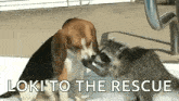 Raccooin Dog GIF - Raccooin Dog Funny GIFs