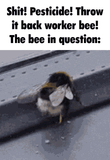 Bee Throw It Back GIF - Bee Throw It Back Twerk GIFs
