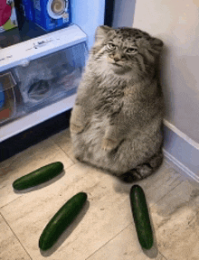 a cat is sitting in a corner next to some cucumbers