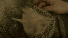That'S The Spot GIF - Hedgehog Itchy Scratch GIFs