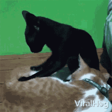 Cat Massage Viralhog GIF - Cat Massage Viralhog Getting A Massage From A Cat GIFs
