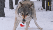 a picture of a wolf in the snow with the words grrrr on the bottom
