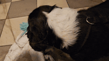 Cavalier King Charles Spaniel Dog GIF - Cavalier King Charles Spaniel Dog Cute GIFs