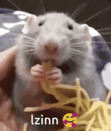 Lzinn Rat GIF - Lzinn Rat Mouse GIFs