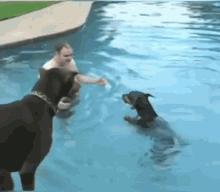 funny animals doberman pool dogs water